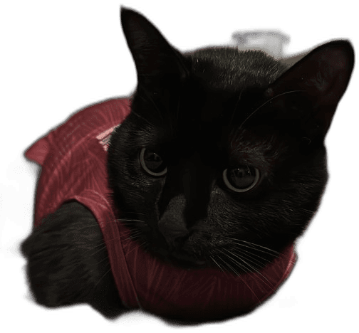 Frederico, o gato da campanha